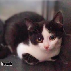 Chat - PEACH