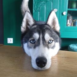 Chien - Vaya