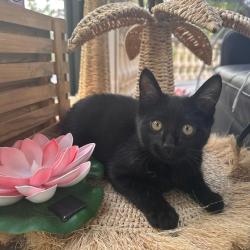 Chat - TYLLIO