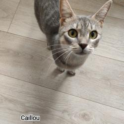 Chat - CAILLOU