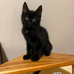 Chat - CAIPI