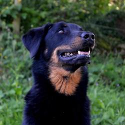 Chien - Shaman