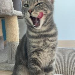 Chat - Arcane