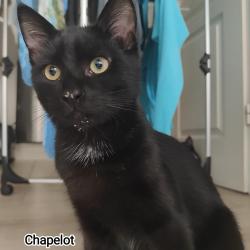 Chat - CHAPELOT