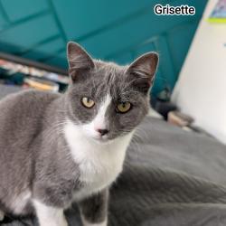 Chat - GRISETTE