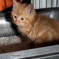 Chat - CITROUILLE