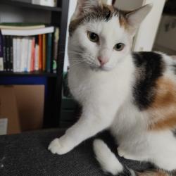 Chat - BRISIS