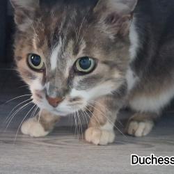 Chat - DUCHESSE