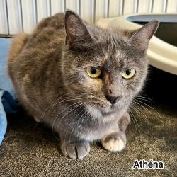 Chat - ATHENA