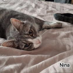 Chat - NINA