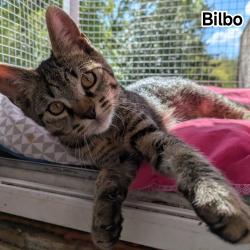 Chat - BILBO