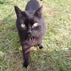 Chat - HILDO