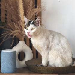 Chat - NEIGE