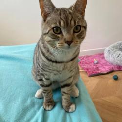 Chat - MISTIGRIS