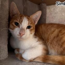 Chat - SIMBA
