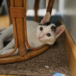 Chat - SAMIR