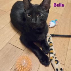Chat - BELLA