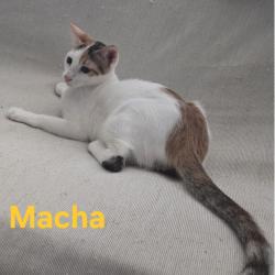Chat - MACHA