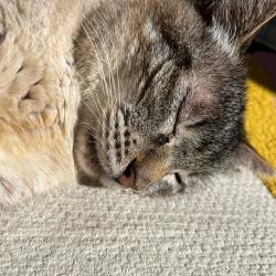 Chat - Blanco