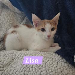 Chat - LISA