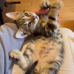 Chat - JOE