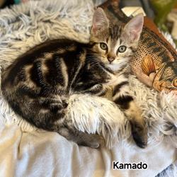 Chat - KAMADO