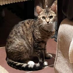 Chat - VICKY