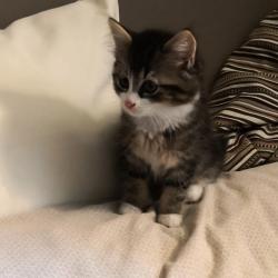 Chat - USOPPE