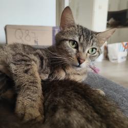 Chat - BUGGIE