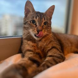 Chat - Neta