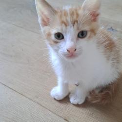 Chat - BRETZEL