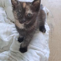 Chat - BROWNIE