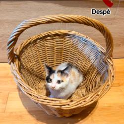 Chat - DESPE