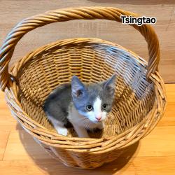 Chat - TSINGTAO