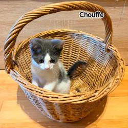 Chat - CHOUFFE