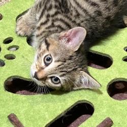 Chat - BELLA