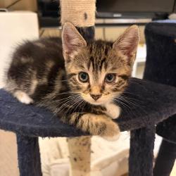 Chat - BENNY