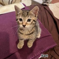 Chat - BART