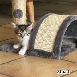 Chat - STUART