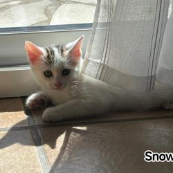 Chat - SNOW