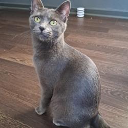 Chat - CYMBALE