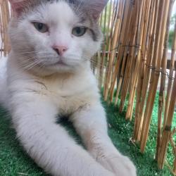 Chat - JUDE