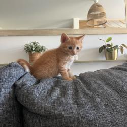 Chat - Biscuit