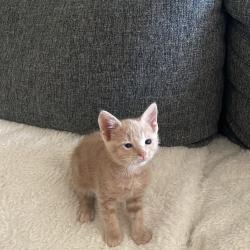 Chat - Buzz