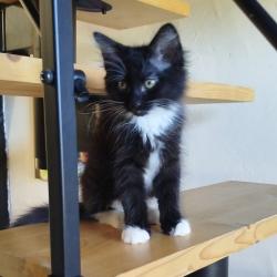 Chat - MOZZAR