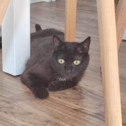 Chat - CHOCOLAT ZEYTIN