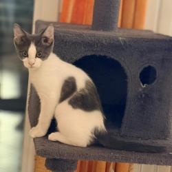 Chat - CHOUFFE