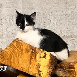 Chat - OLI