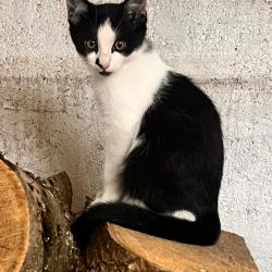 Chat - DOMINO