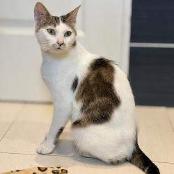 Chat - PLANCHA